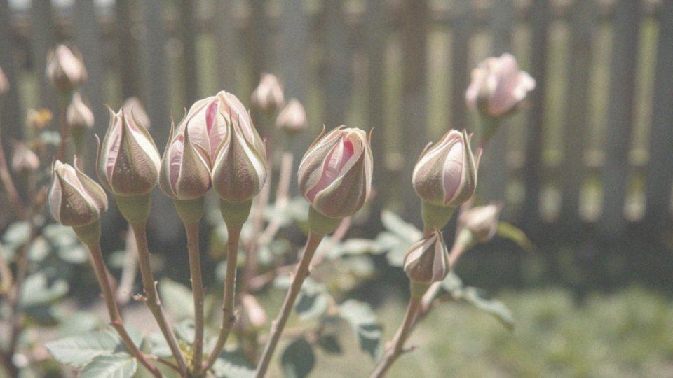 Jakie są najlepsze warunki do cięcia róż na wiosnę?