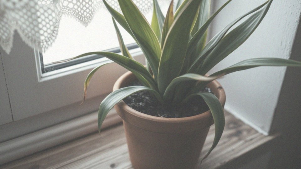 Jakie oznaki wskazują, że dracena została przelana?