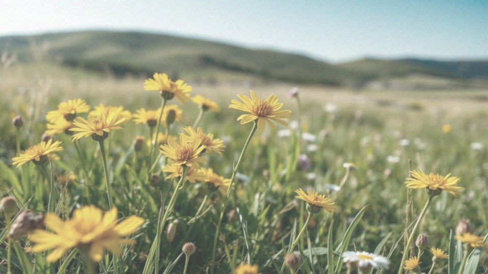 Jakie są różnice między kocanką a kocanką włoską (Helichrysum italicum)?
