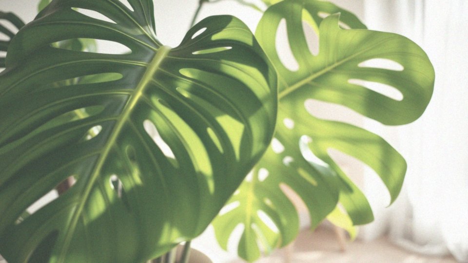 W jaki sposób monstera wpływa na produkcję tlenu?