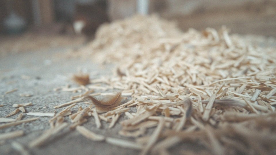 Co to jest kokcydioza i dlaczego jest groźna dla małych kurczaków?